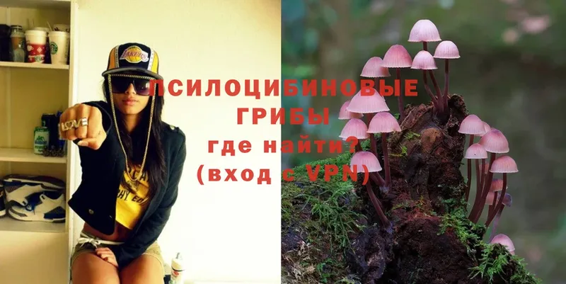 где найти наркотики  Чусовой  Псилоцибиновые грибы Psilocybe 